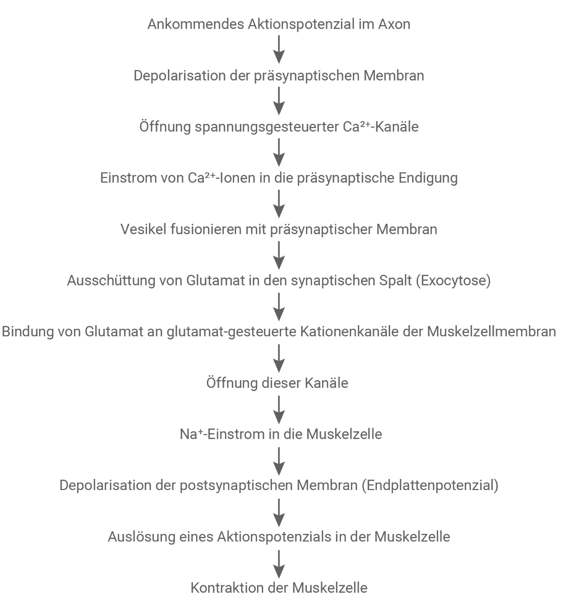Flussdiagramm der Signalübertragung: vom Aktionspotenzial im Axon zur Muskelkontraktion